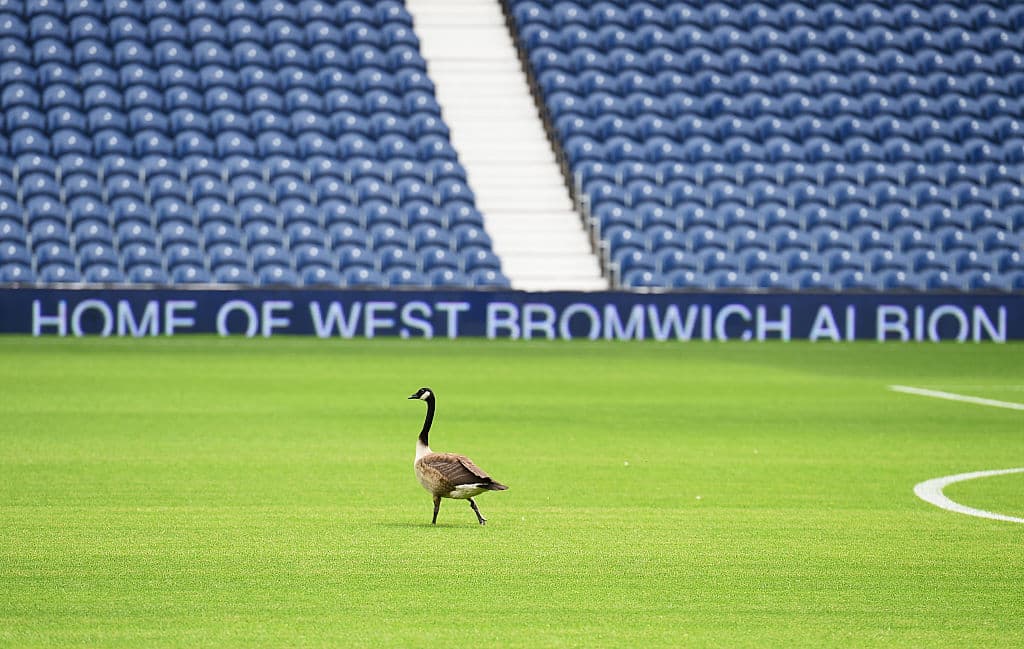 لغو بازی فوتبال در انگلیس به دلیل حضور عجیب فضولات غازها!
